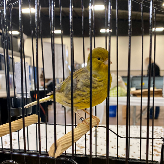 2023 Fife Canary Male Buff Green, self or foul