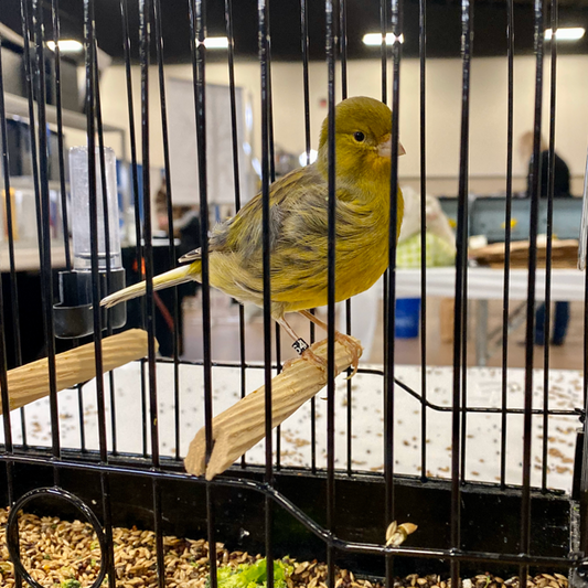 2023 Fife Canary Hen Buff Green, self or foul