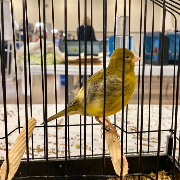 2023 Fife Canary Male Yellow Heavy Green, Variegated