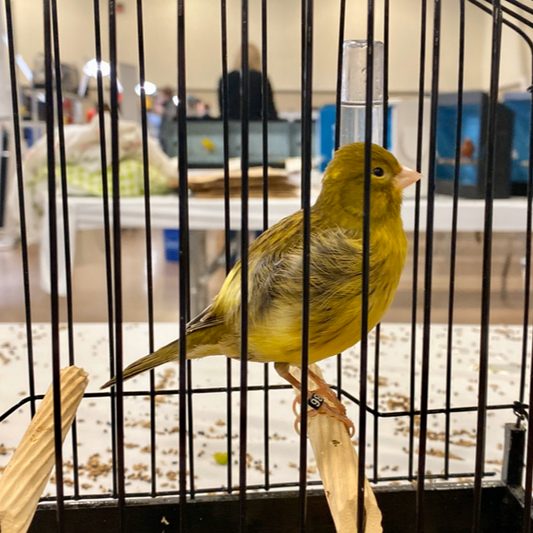 2023 Fife Canary Hen Yellow Heavy Green, Variegated