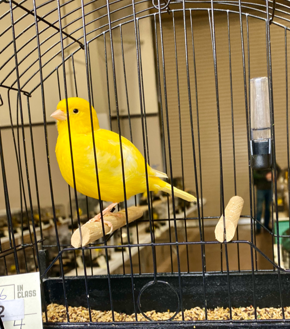 2023 Fife Canary Male Yellow, Clear or Ticked