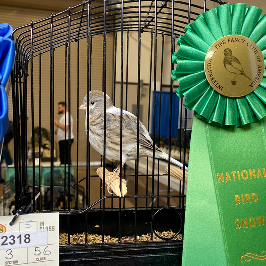 2023 Fife Canary Hen Blue, heavy variegated