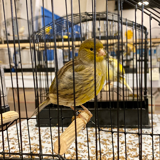 2023 Fife Canary Hen Yellow Green, self or foul