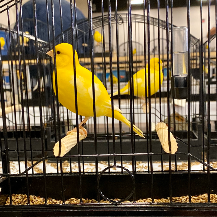 2023 Fife Canary Male Yellow, Clear or Ticked