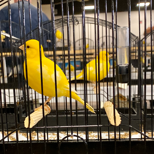 2023 Fife Canary Hen Yellow, Clear or Ticked