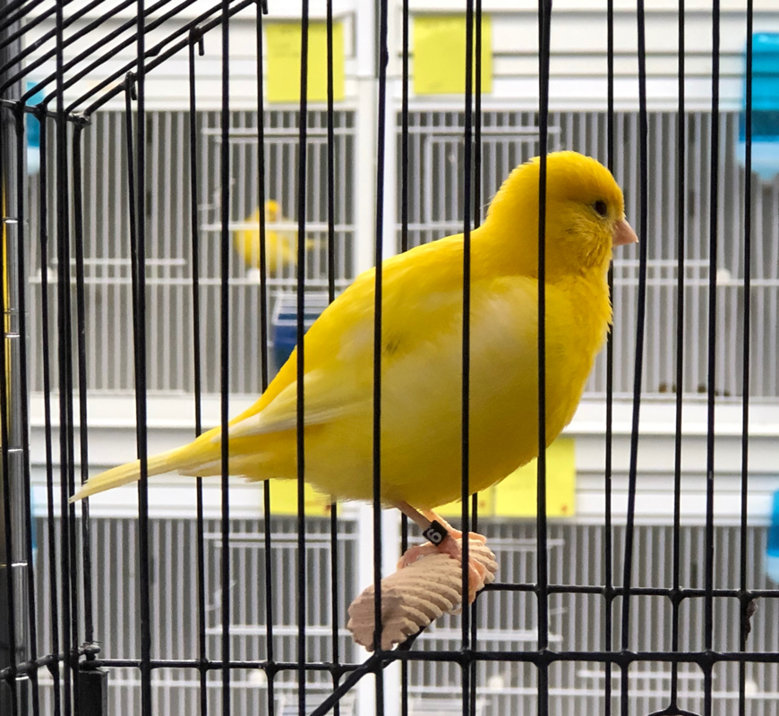 2023 Fife Canary Male Yellow, Clear or Ticked