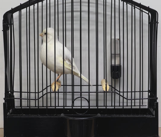 2023 Fife Canary Hen White, lightly variegated