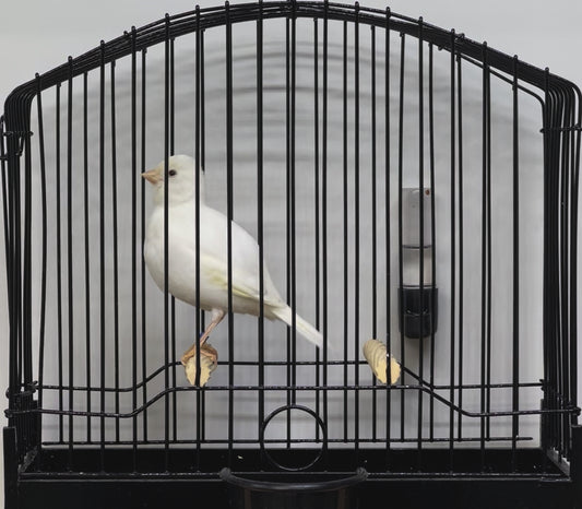 2023 Fife Canary Hen White, Clear or Ticked