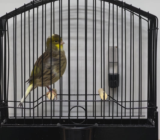 2023 Fife Canary Hen Buff Heavy Green, Variegated