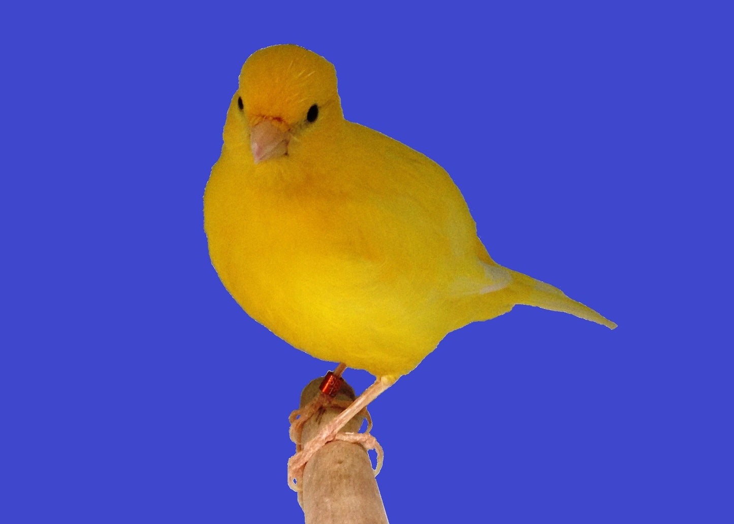 2023 Fife Canary Male Yellow, Clear or Ticked