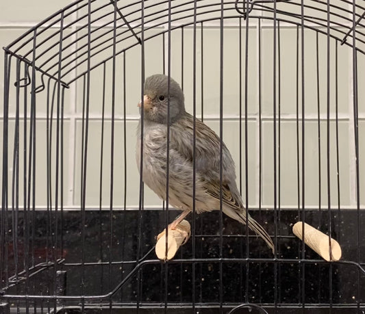 2023 Fife Canary Male Blue, Self or Foul