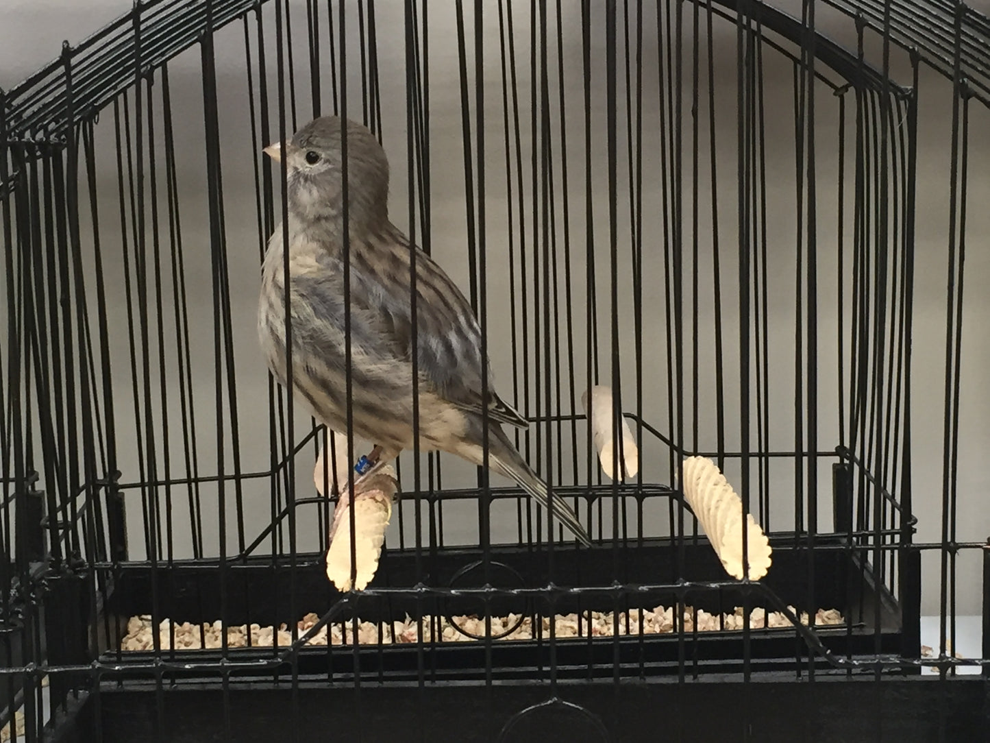 2023 Fife Canary Male Blue, Self or Foul