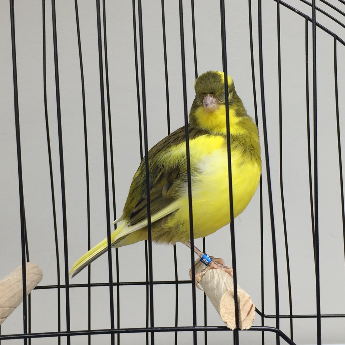 2023 Fife Canary Hen Yellow Green, Variegated