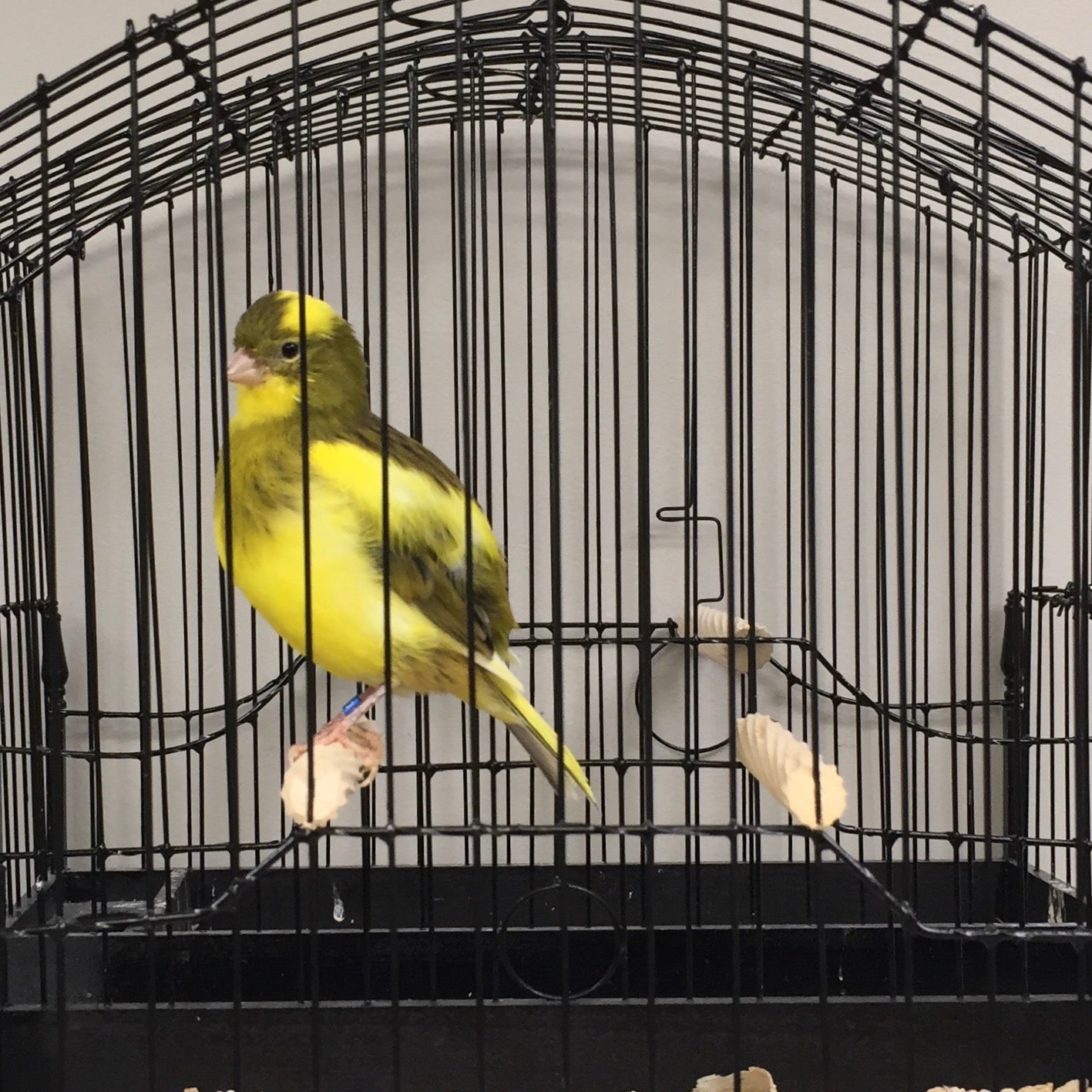 2023 Fife Canary Hen Yellow Green, Variegated