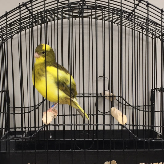 2023 Fife Canary Hen Yellow Green, Variegated