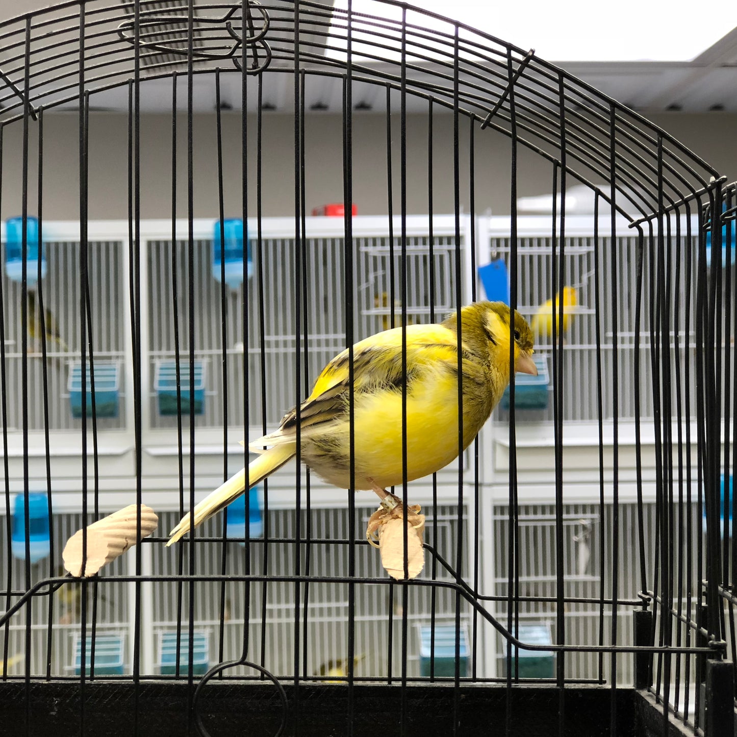 2023 Fife Canary Hen Yellow Green, Variegated