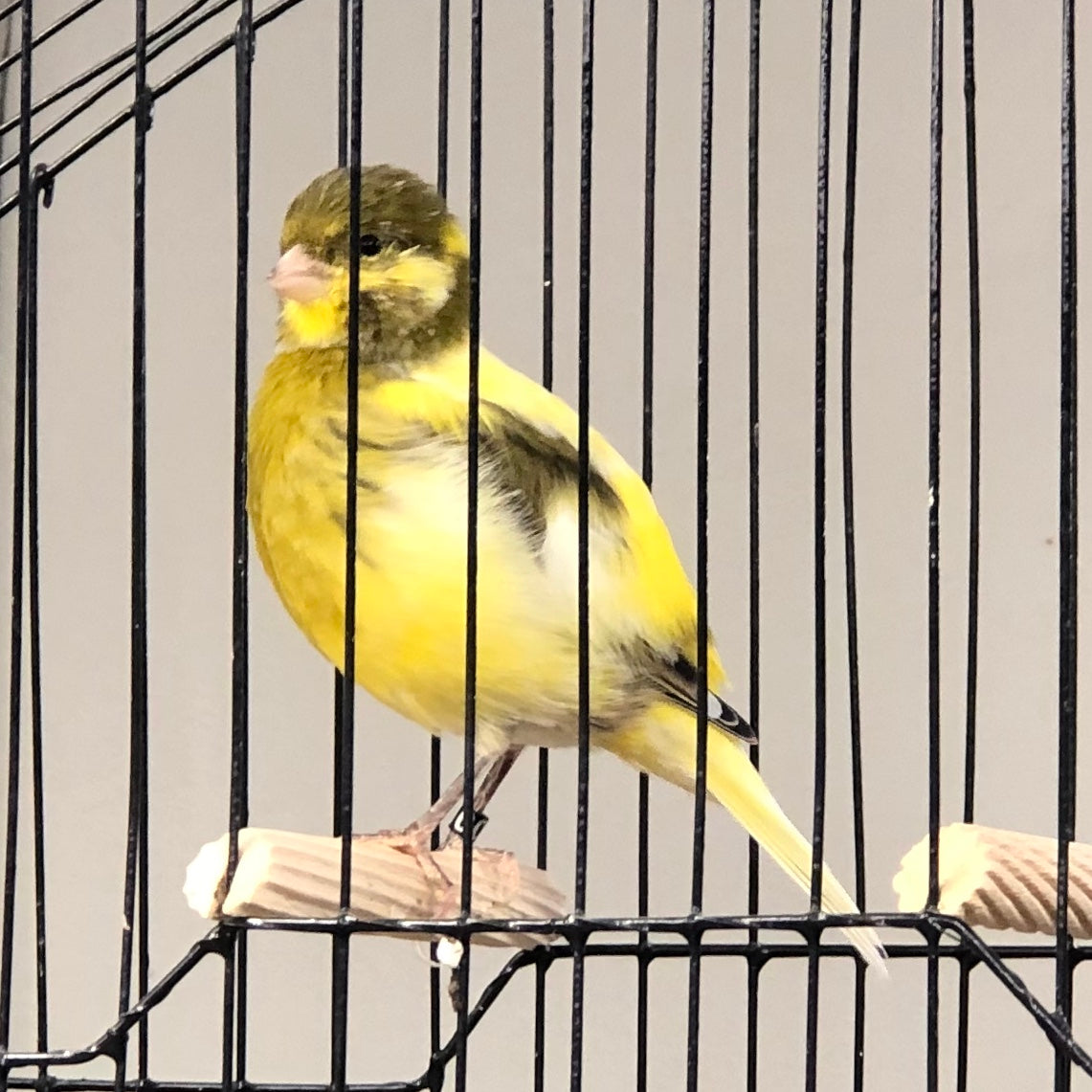 2023 Fife Canary Hen Yellow Green, Variegated