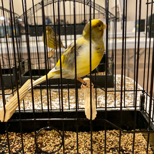 2023 Fife Canary Male Buff Green, Variegated